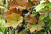 RED SPIDER MITE ON GRAPE VINE LEAVES