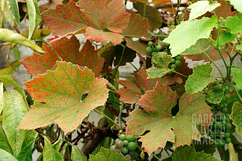 RED_SPIDER_MITE_ON_GRAPE_VINE_LEAVES