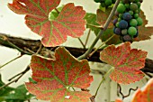 RED SPIDER MITE ON GRAPE VINE LEAVES