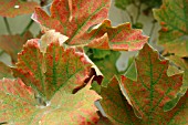 RED SPIDER MITE ON GRAPE VINE LEAVES