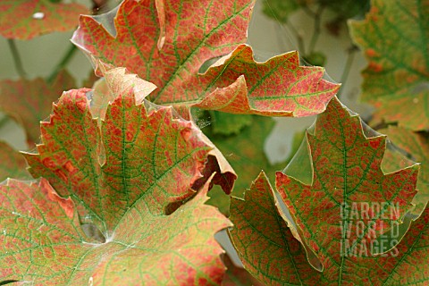 RED_SPIDER_MITE_ON_GRAPE_VINE_LEAVES