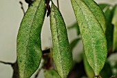 RED SPIDER MITE ON PEACH LEAVES