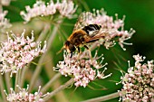 INSECT ON WILD FLOWER,  HELP TO POLLINATE