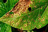 HALO BLIGHT ON RUNNER BEAN LEAF