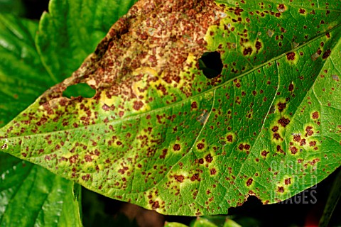 HALO_BLIGHT_ON_RUNNER_BEAN_LEAF