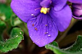 APHIDS ON AFRICAN VIOLET (SAINTPAULIA)