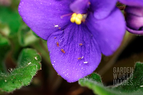 APHIDS_ON_AFRICAN_VIOLET_SAINTPAULIA