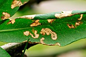 LABURNUM LEAF MINER ON LEAF