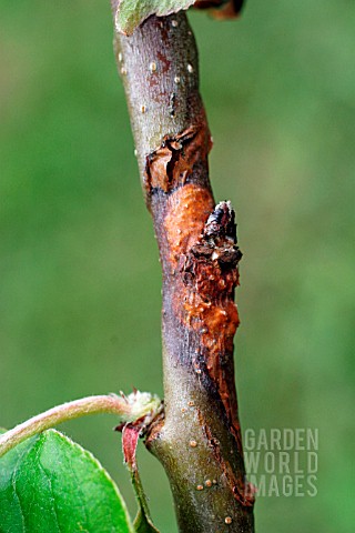 CANKER__ON_APPLE_BRANCH_CLOSE_UP