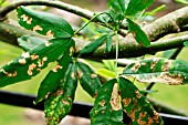 LABURNUM LEAF MINER ON LEAF