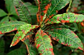 RHODODENDRON LEAF SPOT ON AZALEA