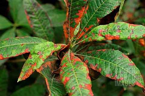 RHODODENDRON_LEAF_SPOT_ON_AZALEA