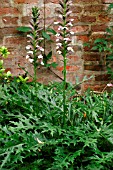 ACANTHUS (BEARS BREECHES)