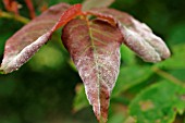 POWDERY MILDEW ON YOUNG BEECH LEAF