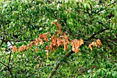 DIEBACK ON BRANCH