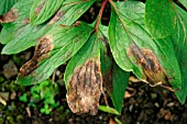 PAEONIA WILT ON LEAF