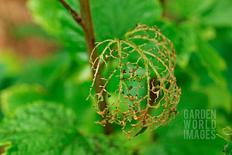 CURRANT_LEAF_SKELETONISED_BY_SAWFLY_CATERPILLARS