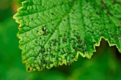 SAWFLY CATERPILLAR FRASS ON CURRANT LEAF