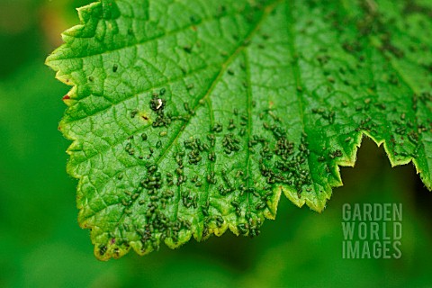 SAWFLY_CATERPILLAR_FRASS_ON_CURRANT_LEAF