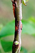 CANKER,  ON APPLE STEM CLOSE UP