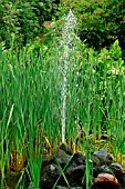 JET FOUNTAIN IN MATURE POND WITH TYPHA