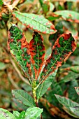 RHODODENDRON LEAF SPOT ON AZALEA