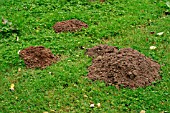 MOLEHILLS ON LAWN