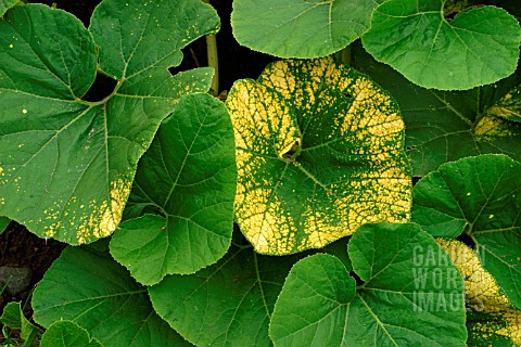 MAGNESIUM_DEFICIENCY_ON_PUMPKIN_LEAF