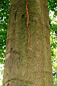 FAGUS (BEECH TREE), BARK SPLITTING