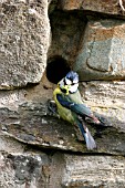 BLUE TIT,  PARUS CAEREULUS,  AT NESTHOLE IN WALL WITH CATERPILLA