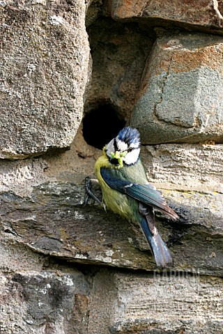 BLUE_TIT__PARUS_CAEREULUS__AT_NESTHOLE_IN_WALL_WITH_CATERPILLA