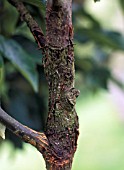 APPLE CANKER,  NECTRIA GALLIGENA,  BARK RINGING ON APPLE