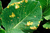 BRASSICA BACTERIAL LEAF SPOT (PSEUDOMONAS SYRINGAE PV. MACULICOLA) ON CABBAGE (BRASSICA OLERACEA)