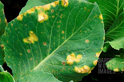 BRASSICA_BACTERIAL_LEAF_SPOT_PSEUDOMONAS_SYRINGAE_PV_MACULICOLA_ON_CABBAGE_BRASSICA_OLERACEA