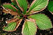 SUN SCORCH ON RODGERSIA