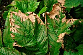 SUN SCORCH ON RODGERSIA