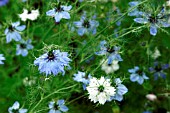 NIGELLA DAMASCENA PERSIAN JEWELS (LOVE IN A MIST)