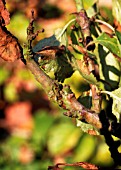 BACTERIAL CANKER ON APPLE,  PSEUDOMONAS MORS PRU