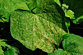 HOLLYHOCK (ALCEA) RUST ON LEAF