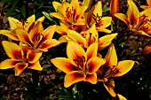 LILIUM GRAND CRU