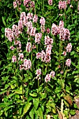 PHYSOSTEGIA VIRGINIANA BOUQUET ROSE