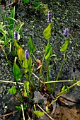 PONTEDERIA CORDATA (PICKEREL WEED)