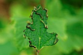 GOOSEBERRY SAWFLY CATERPILLARS ON BLACKCURRANT LEAF