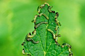 GOOSEBERRY SAWFLY CATERPILLARS ON BLACKCURRANT LEAF