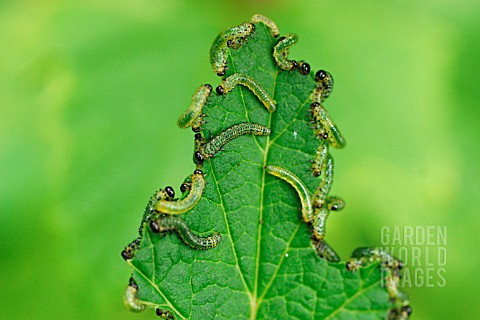 GOOSEBERRY_SAWFLY_CATERPILLARS_ON_BLACKCURRANT_LEAF