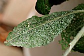 MEALY PLUM APHID COLONY ON LEAF