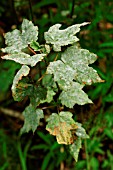 POWDERY MILDEW ON YOUNG SYCAMORE LEAVES