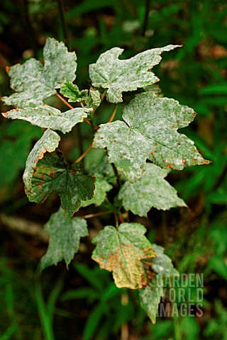 POWDERY_MILDEW_ON_YOUNG_SYCAMORE_LEAVES