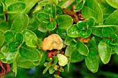 CROWN GALL ON LEAF