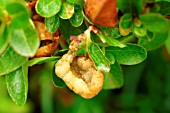 CROWN GALL ON LEAF